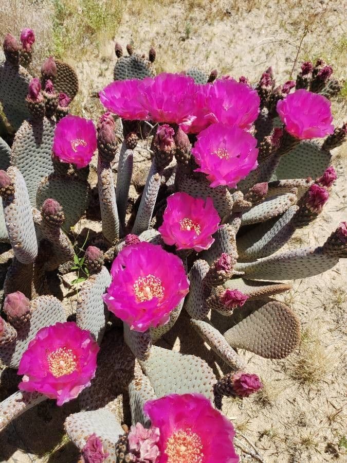 Opuntia basilaris 6