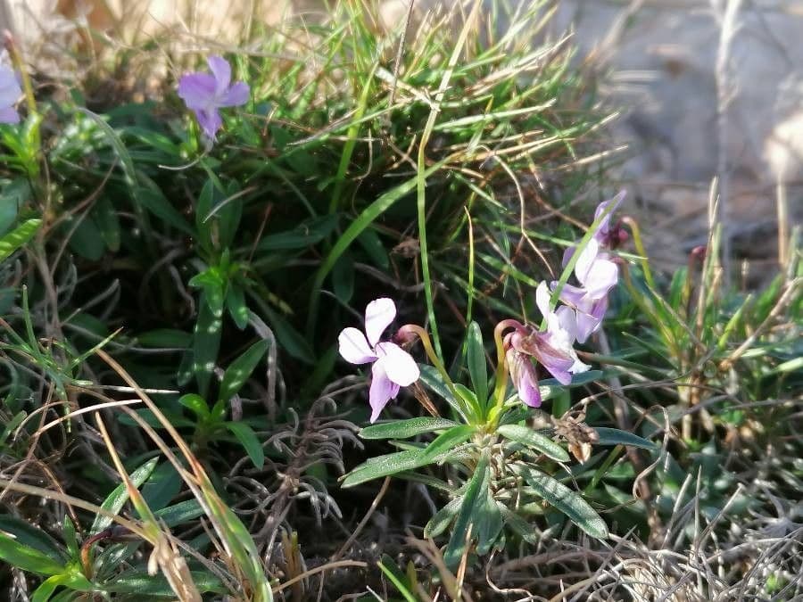 Violette arborescente 28