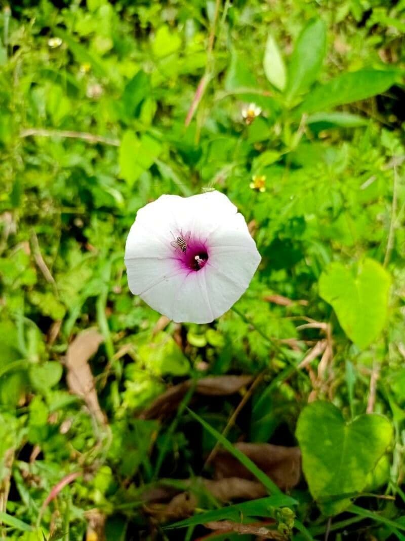 Ipomoea trifida 6
