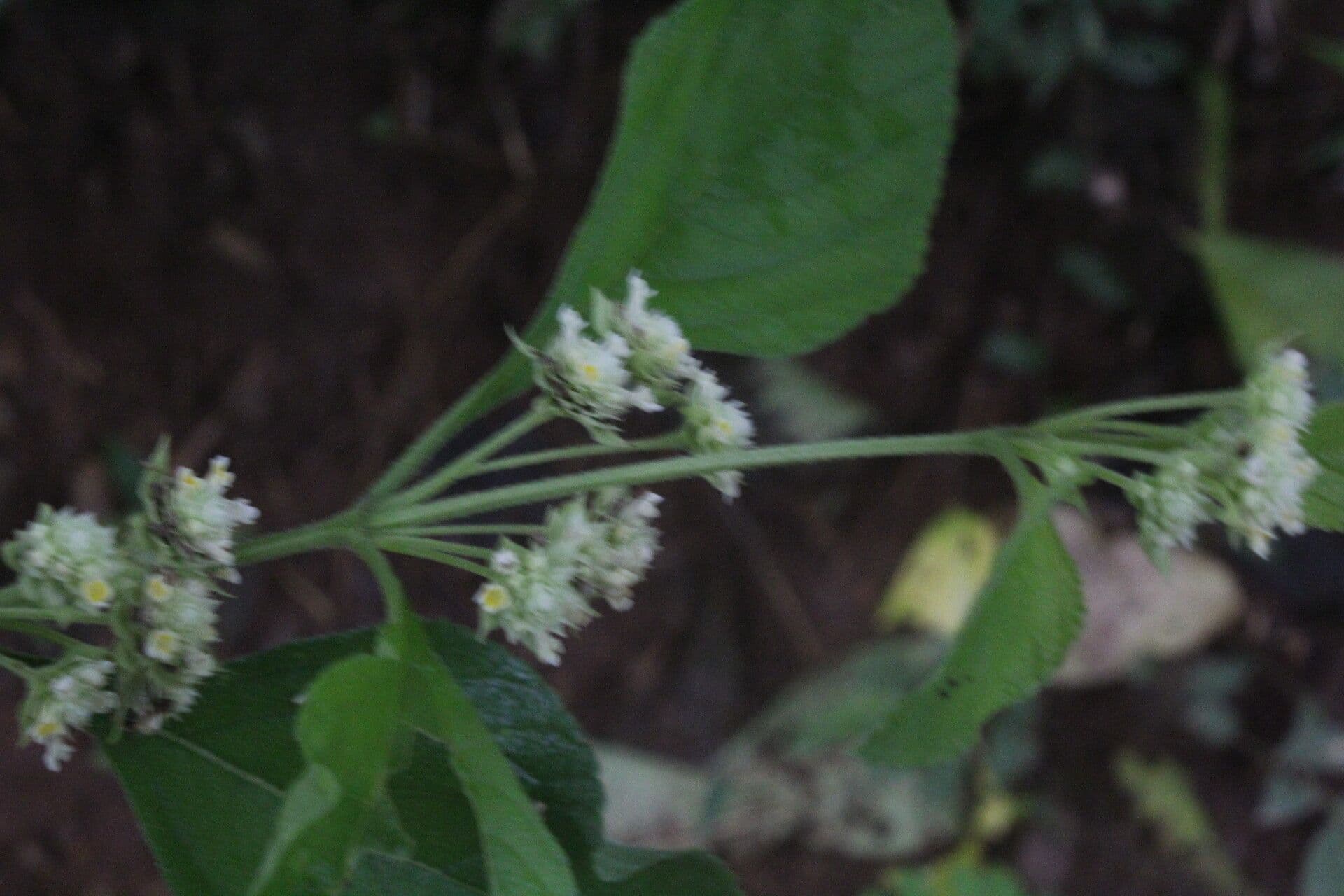 Lippia 7