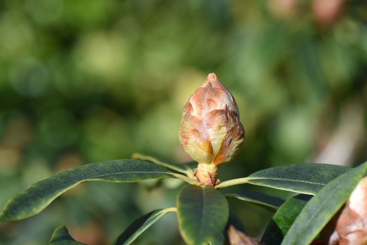 Różanecznik irroratum 12