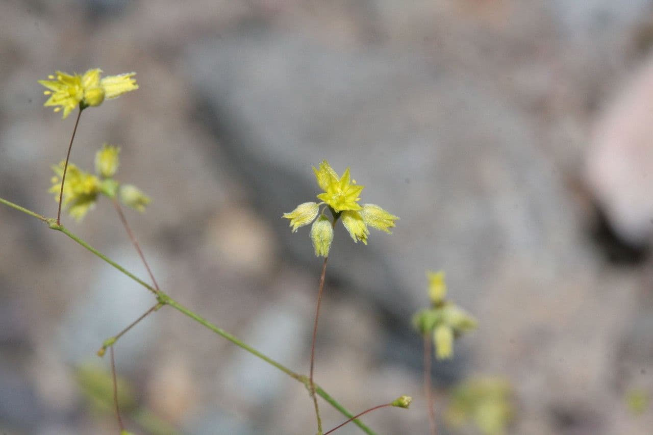 Piccola trombetta del deserto 4