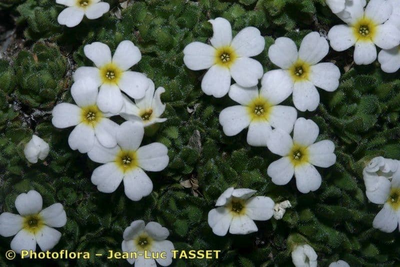 Androsace pubescente 3