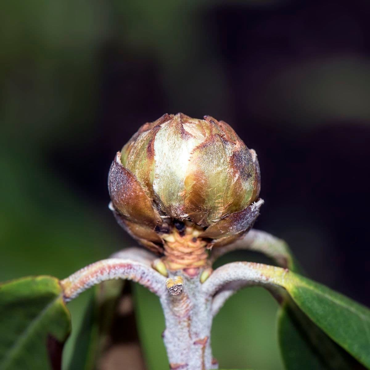 Rododendro 18