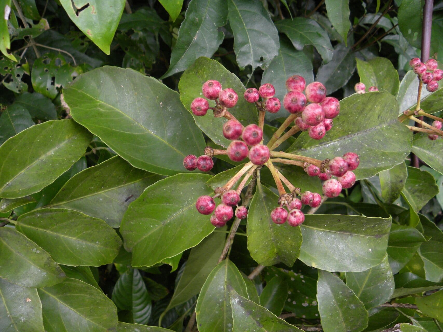 Dendropanax arboreus 11
