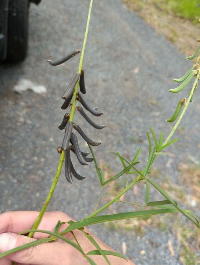 Crotalaria lanceolata 6