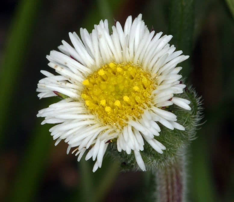 Erigeron a raggi corti 3