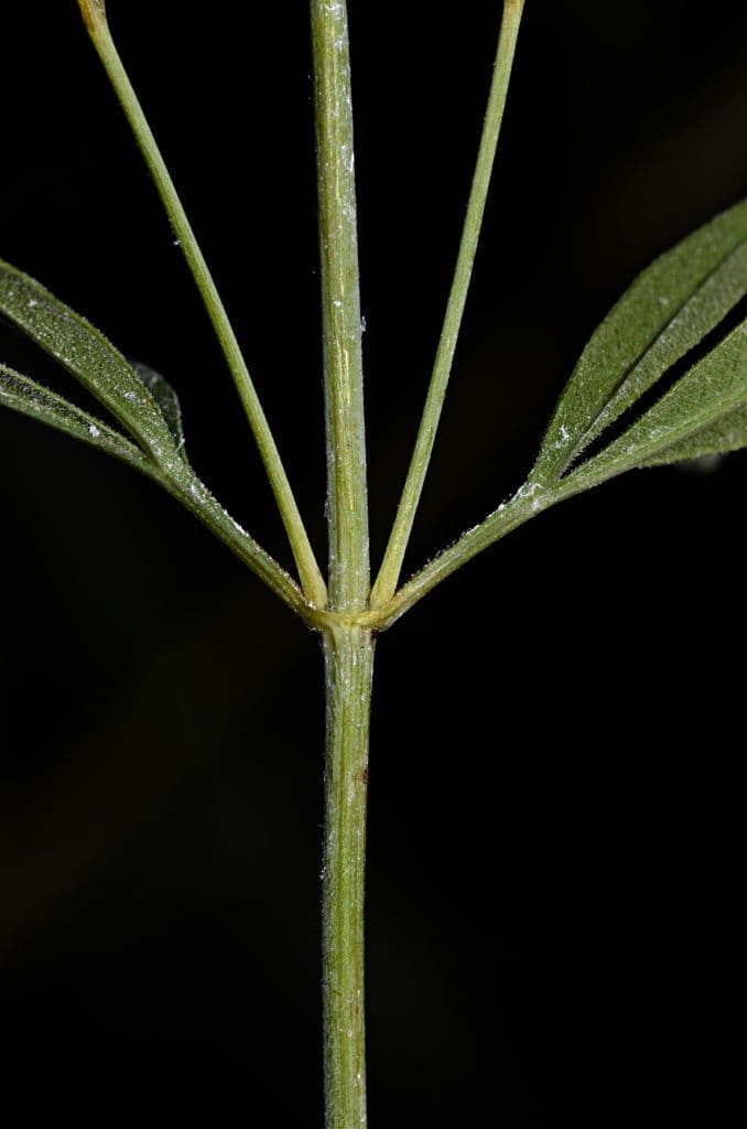 Coreopsis 16