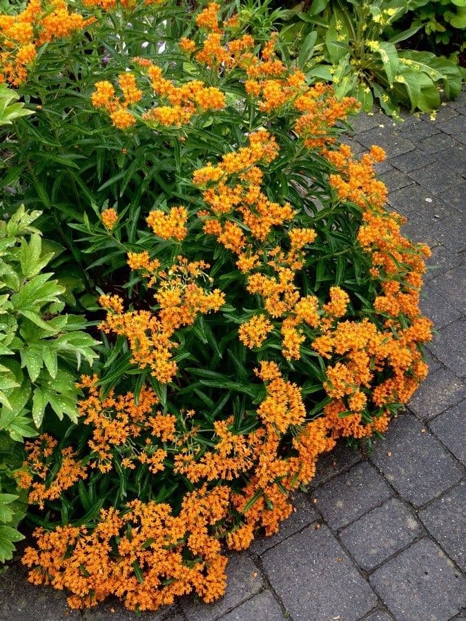 Asclepiade tuberosa 13