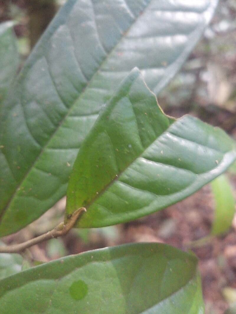 Duguetia 8