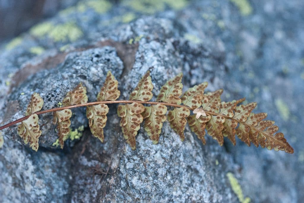 Pazoubek alpský 6
