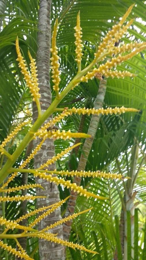 Areca 6