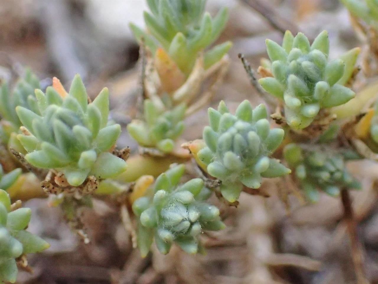Camphorosma 12