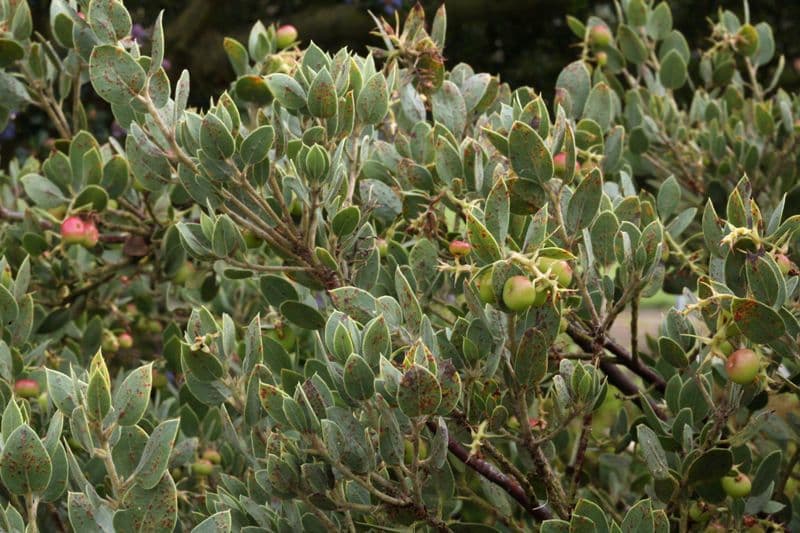 Arbutus 3