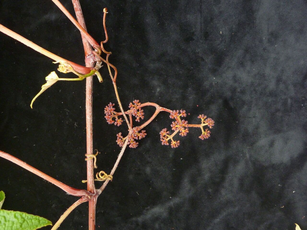 Ampelocissus 3