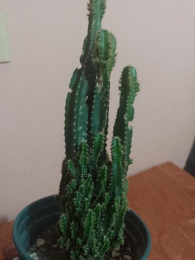 Cactus 21