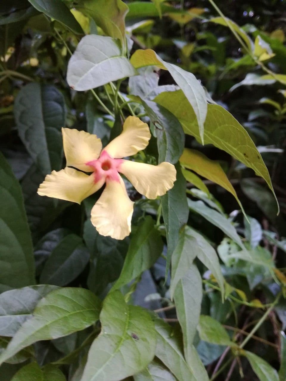 Mandevilla subsagitata 4