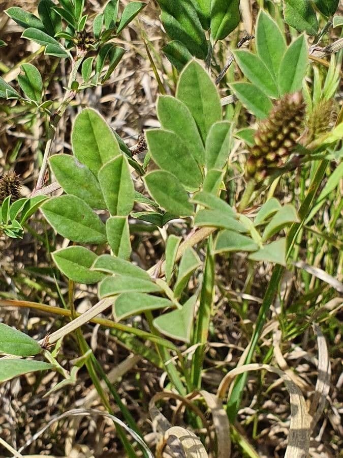 Indigofera 13