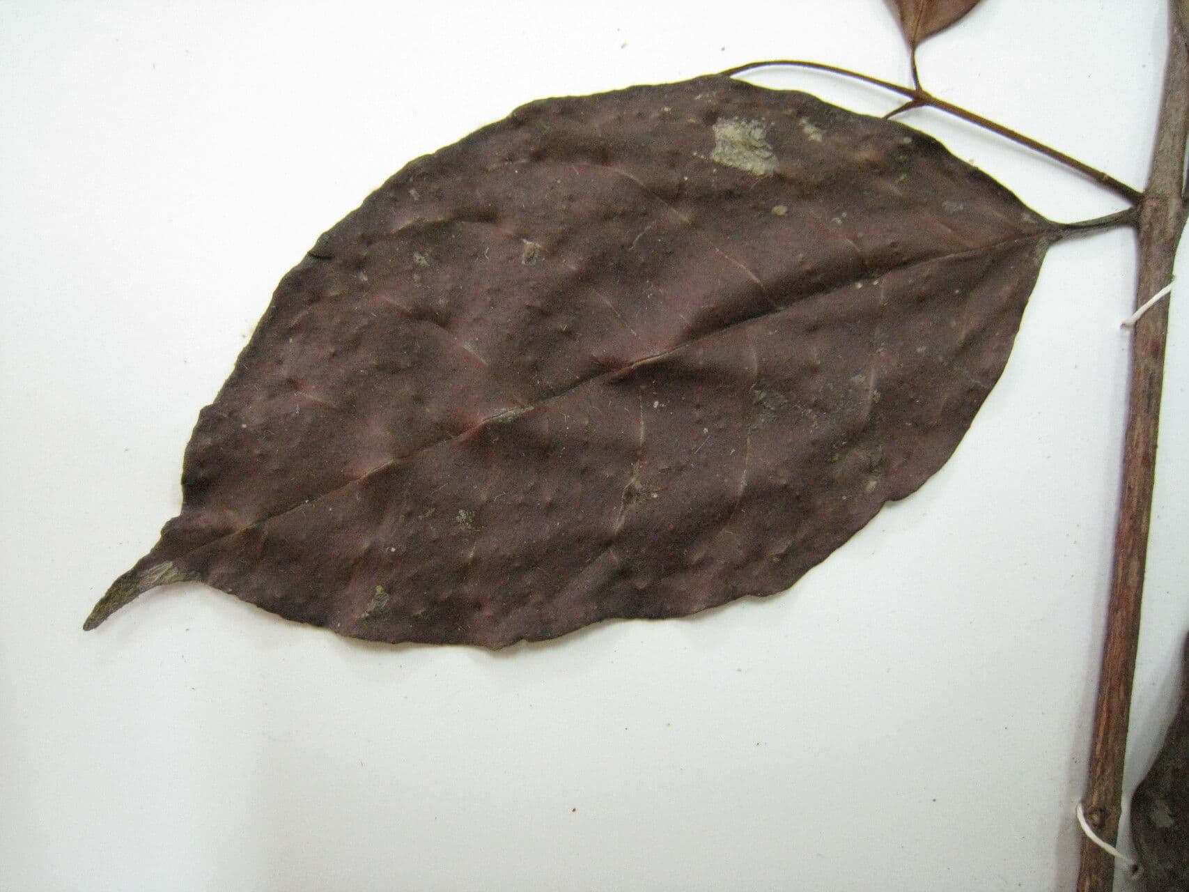 Vismia 8