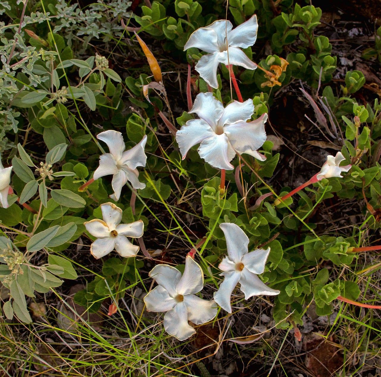 Mandevilla 4