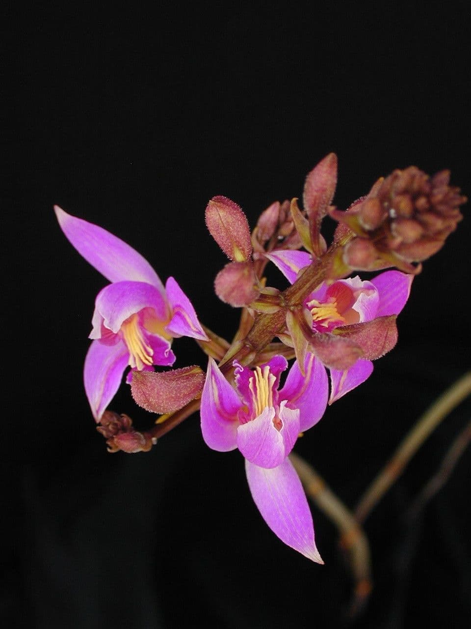 Bletia purpurea