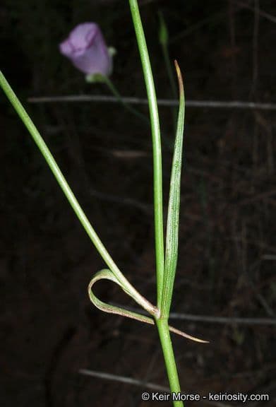 Calochortus splendens 7