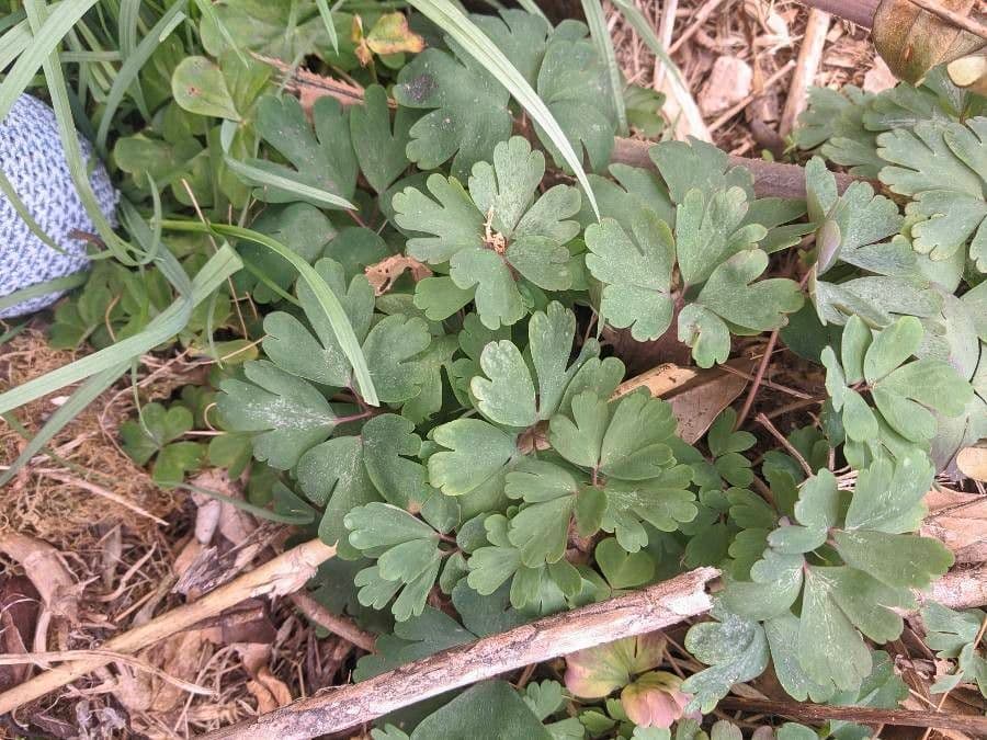 Aquilegia falsa 3
