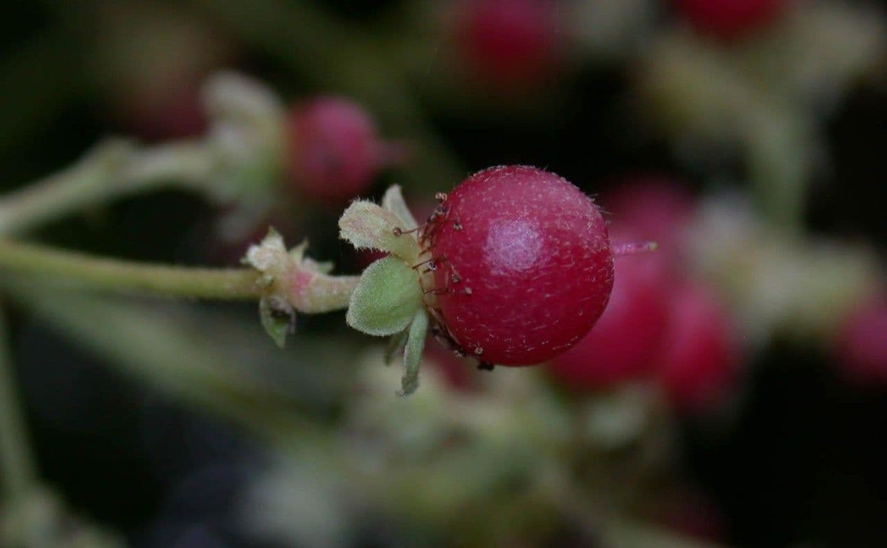 Hasseltia floribunda 2