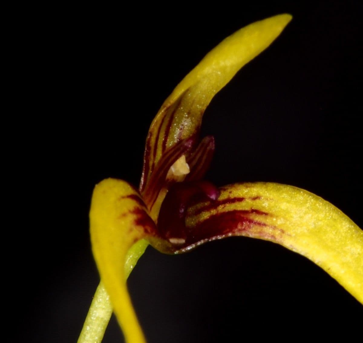 Bulbophyllum 4