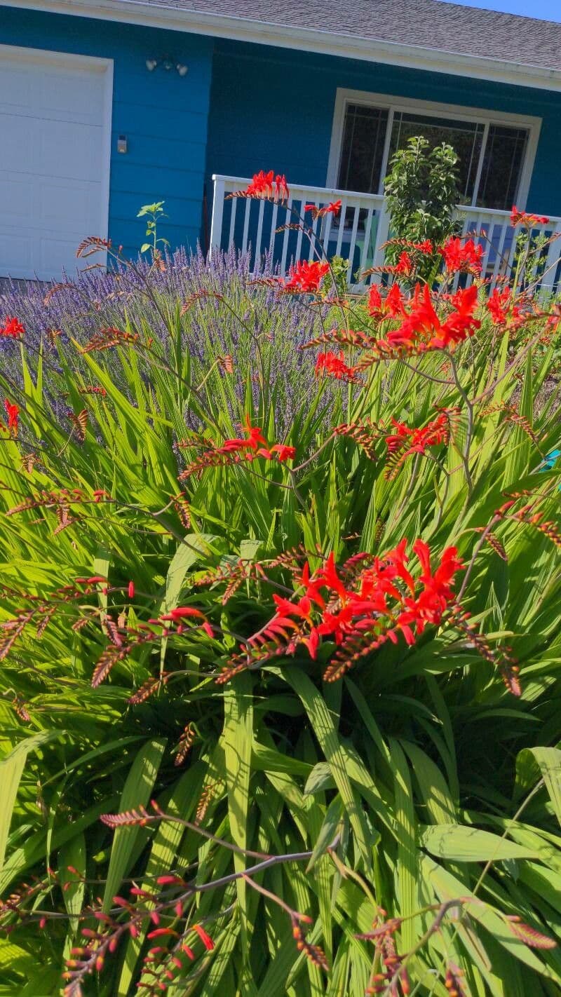 Montbretia 21