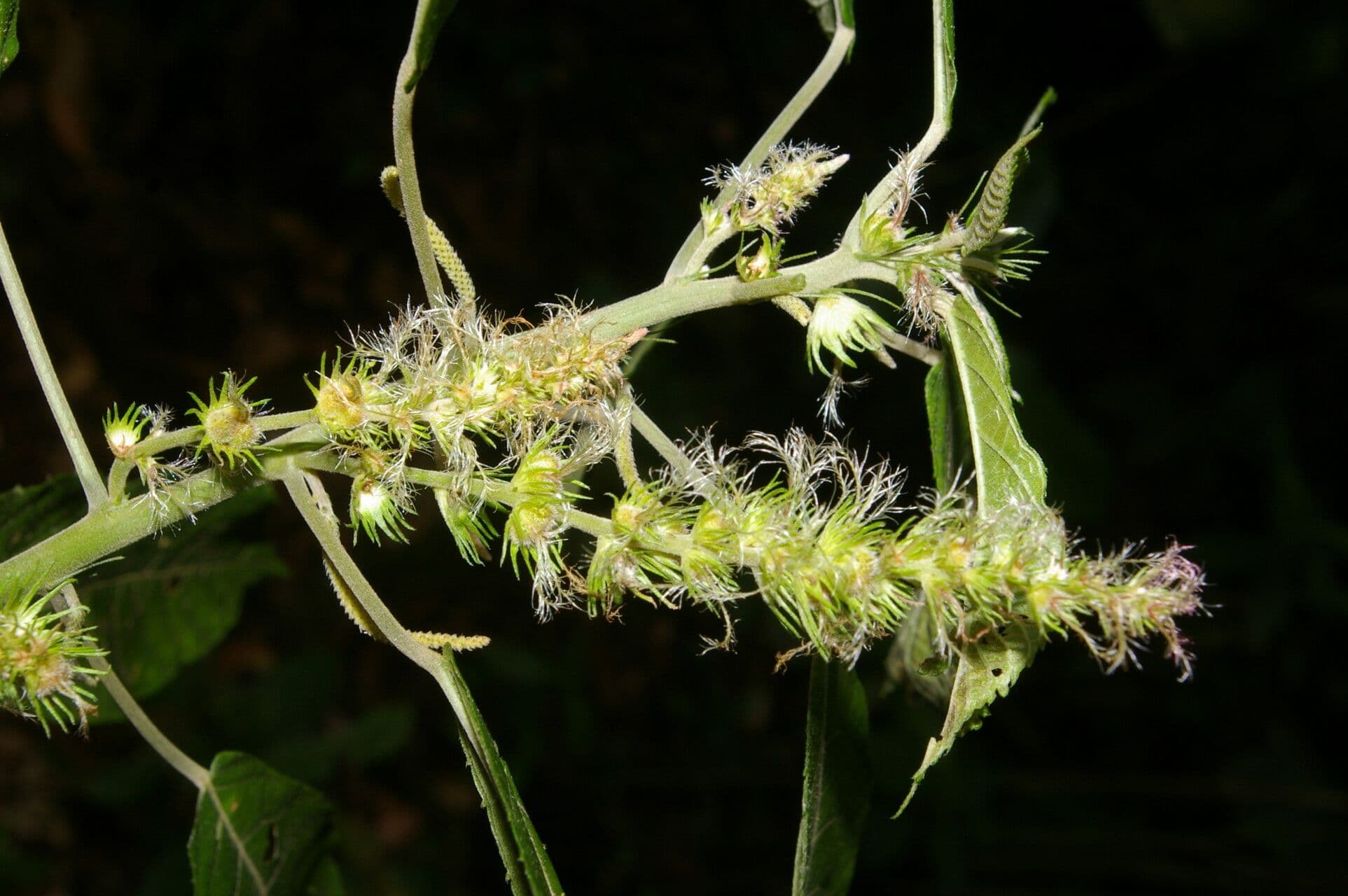 Acalifa