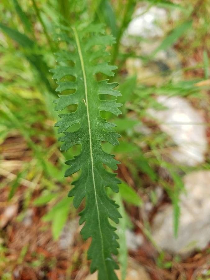 Senecio triangular 13