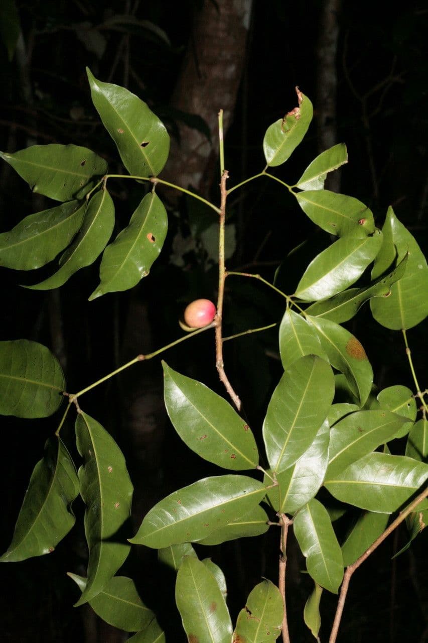Protium heptaphyllum 14