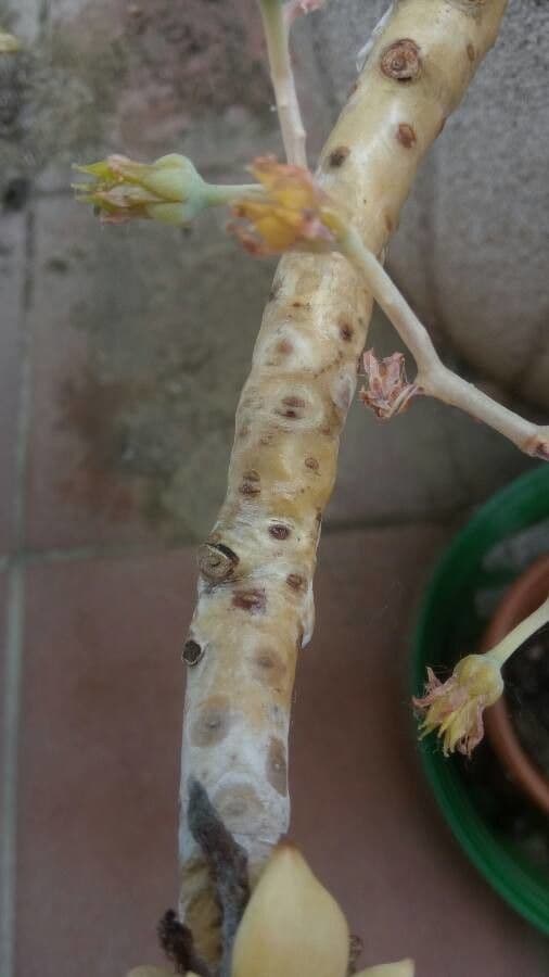 Pianta fantasma 24