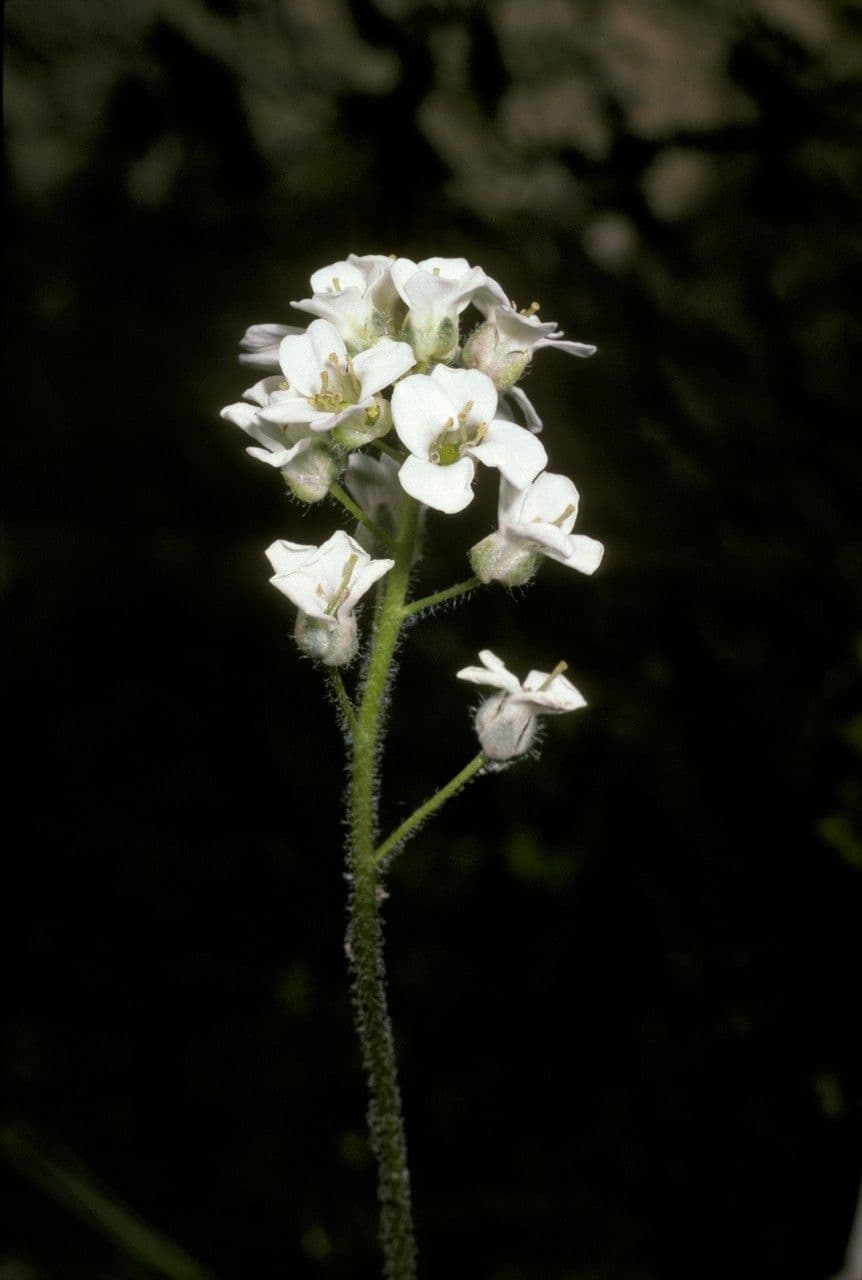 Draba