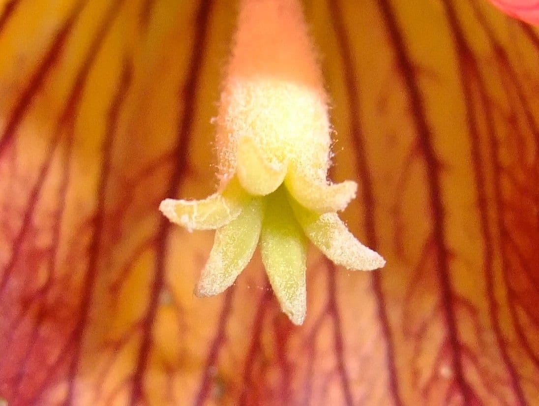 Canary bellflower