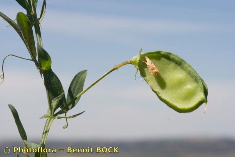 Pisello 2