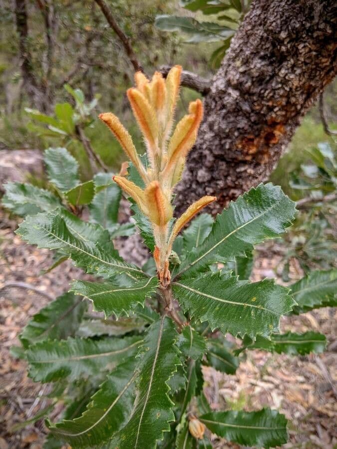 Banksia 17