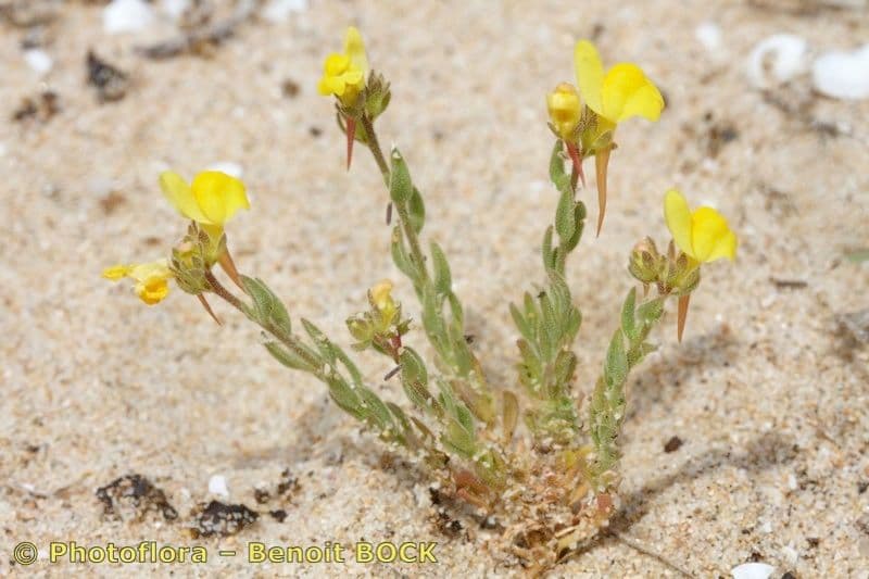 Linaria 5