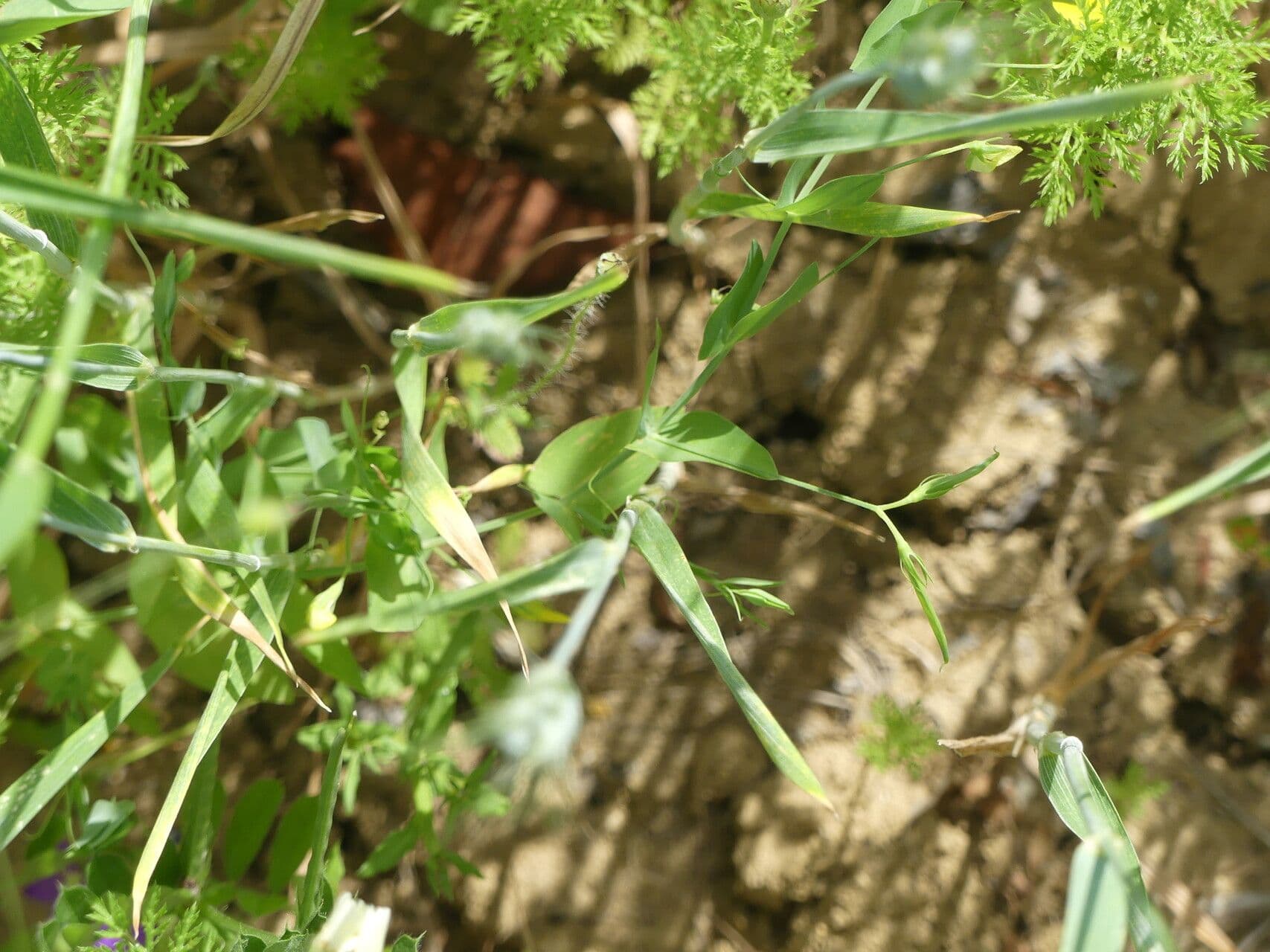 Cicerchia bastarda 14