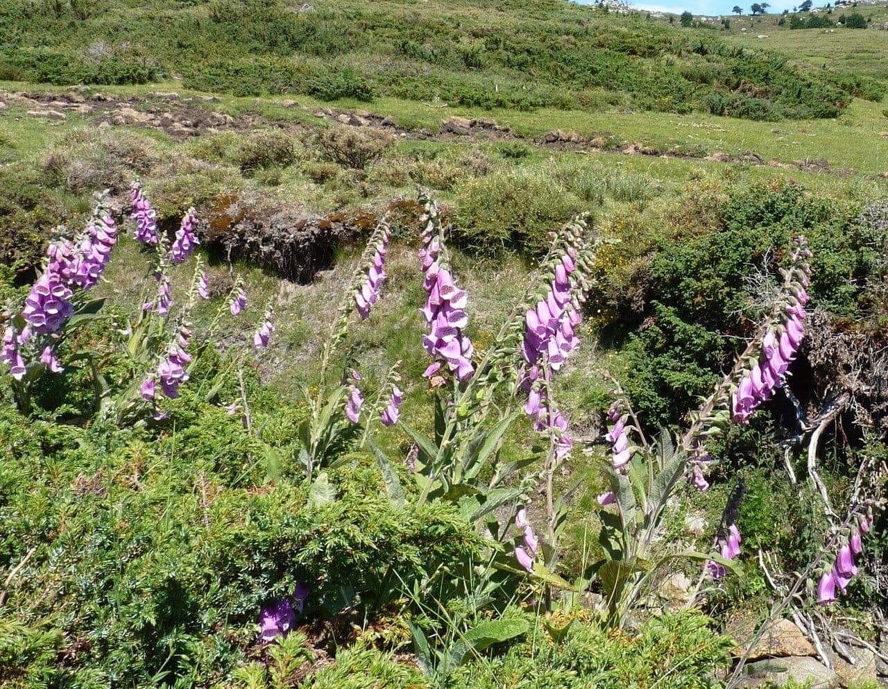 Náprstník červený 12