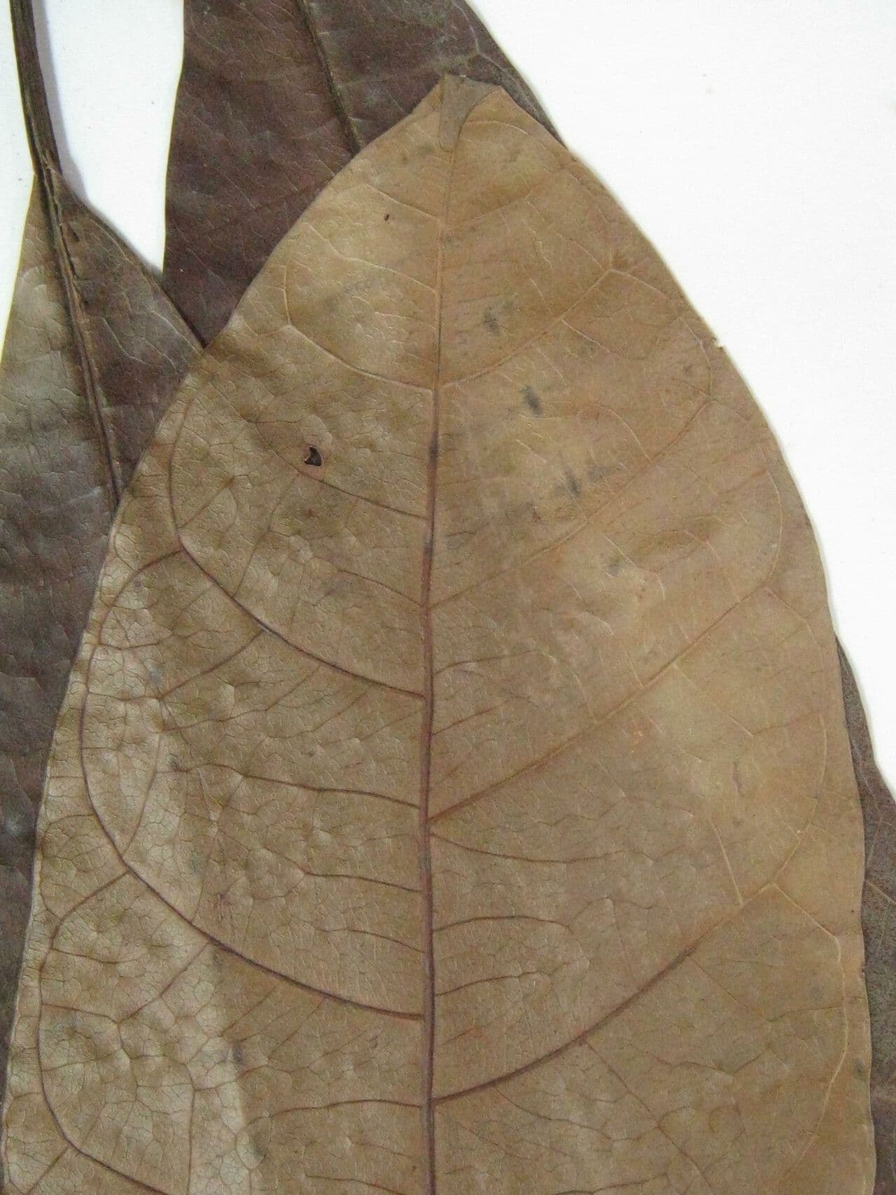 Himatanthus 3