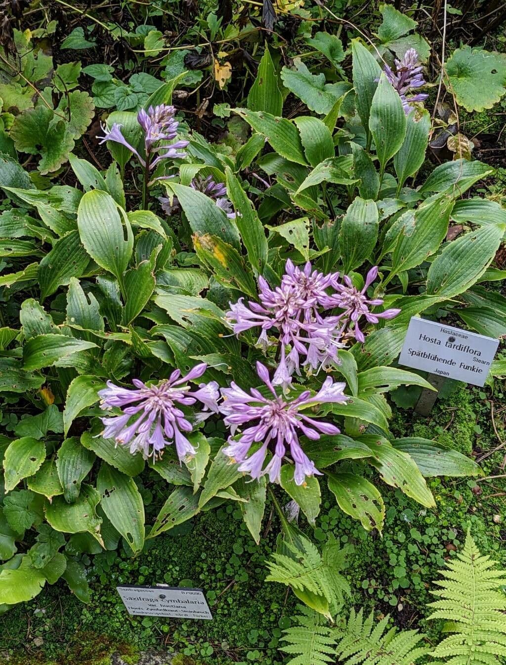Hosta 6