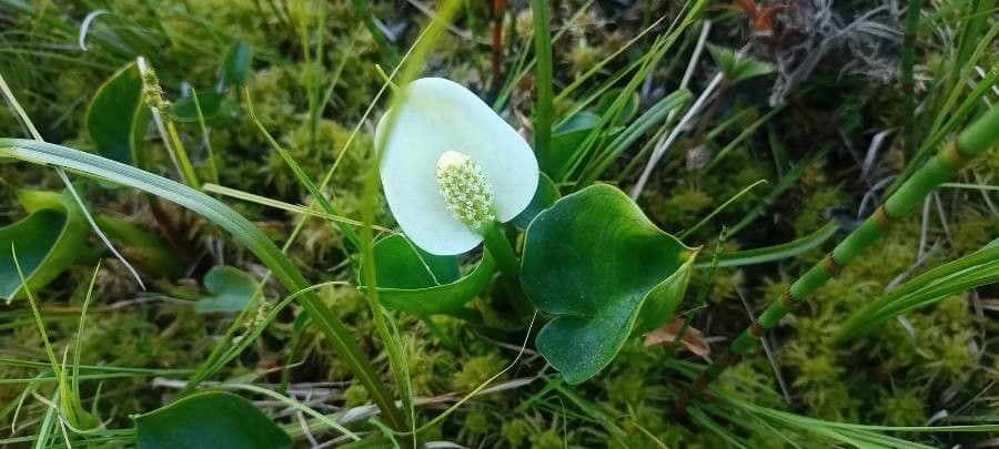 Calla di palude 14