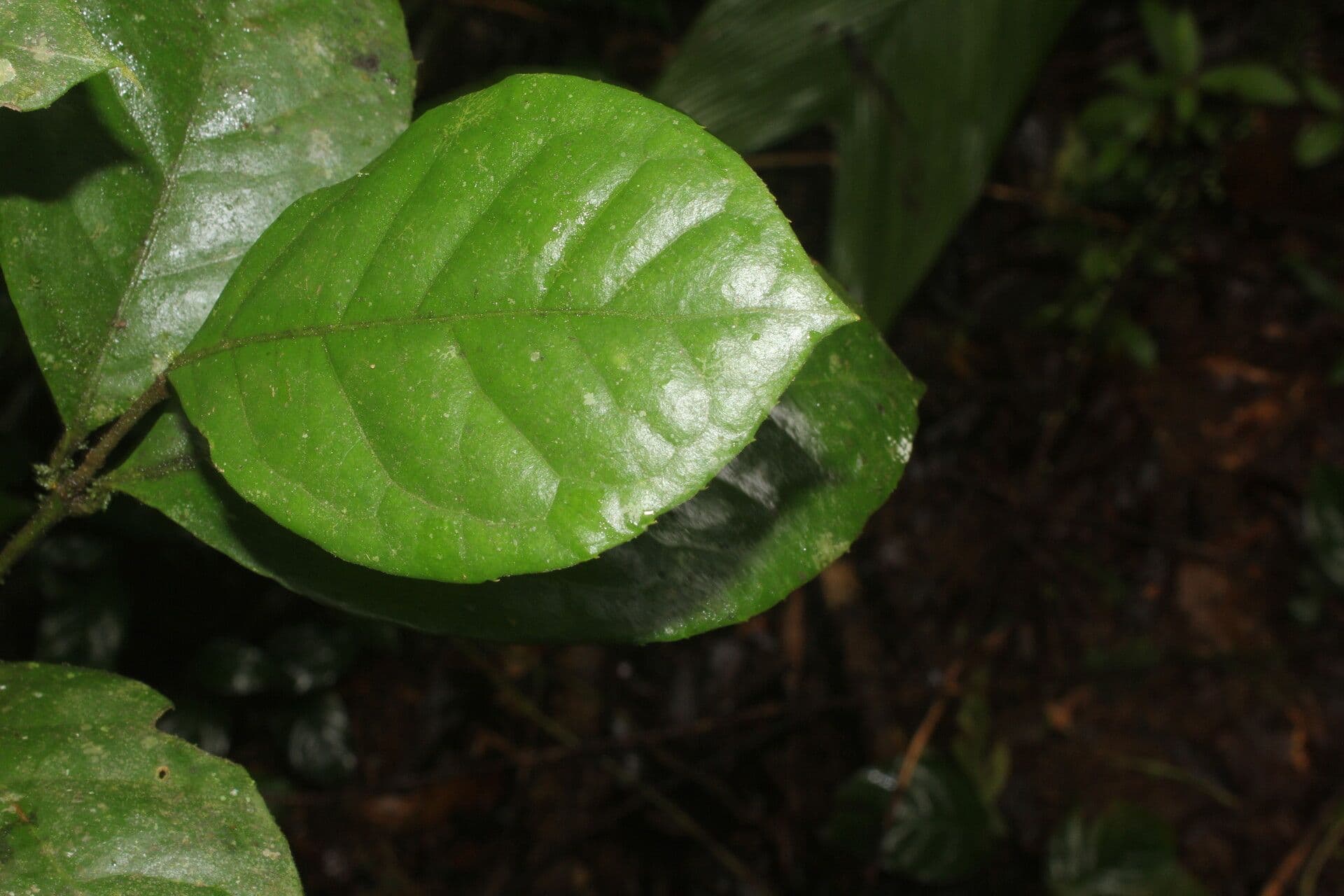 Mollinedia 11