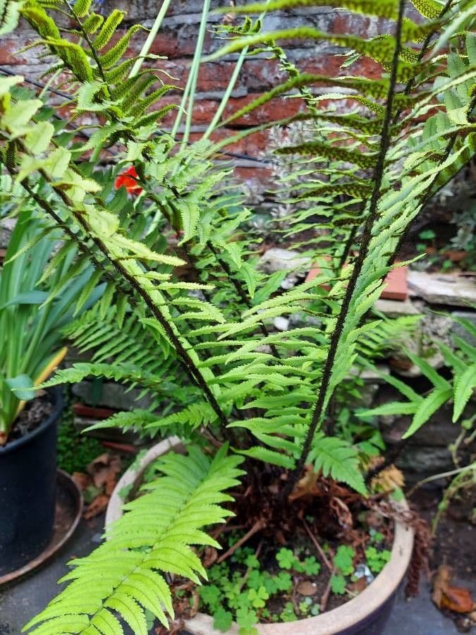 Dryopteris 14