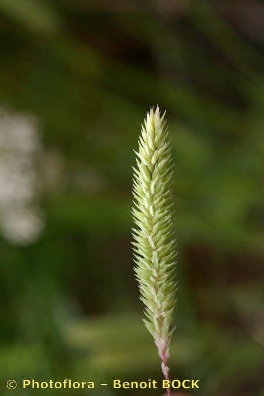 Codolina nuda 8