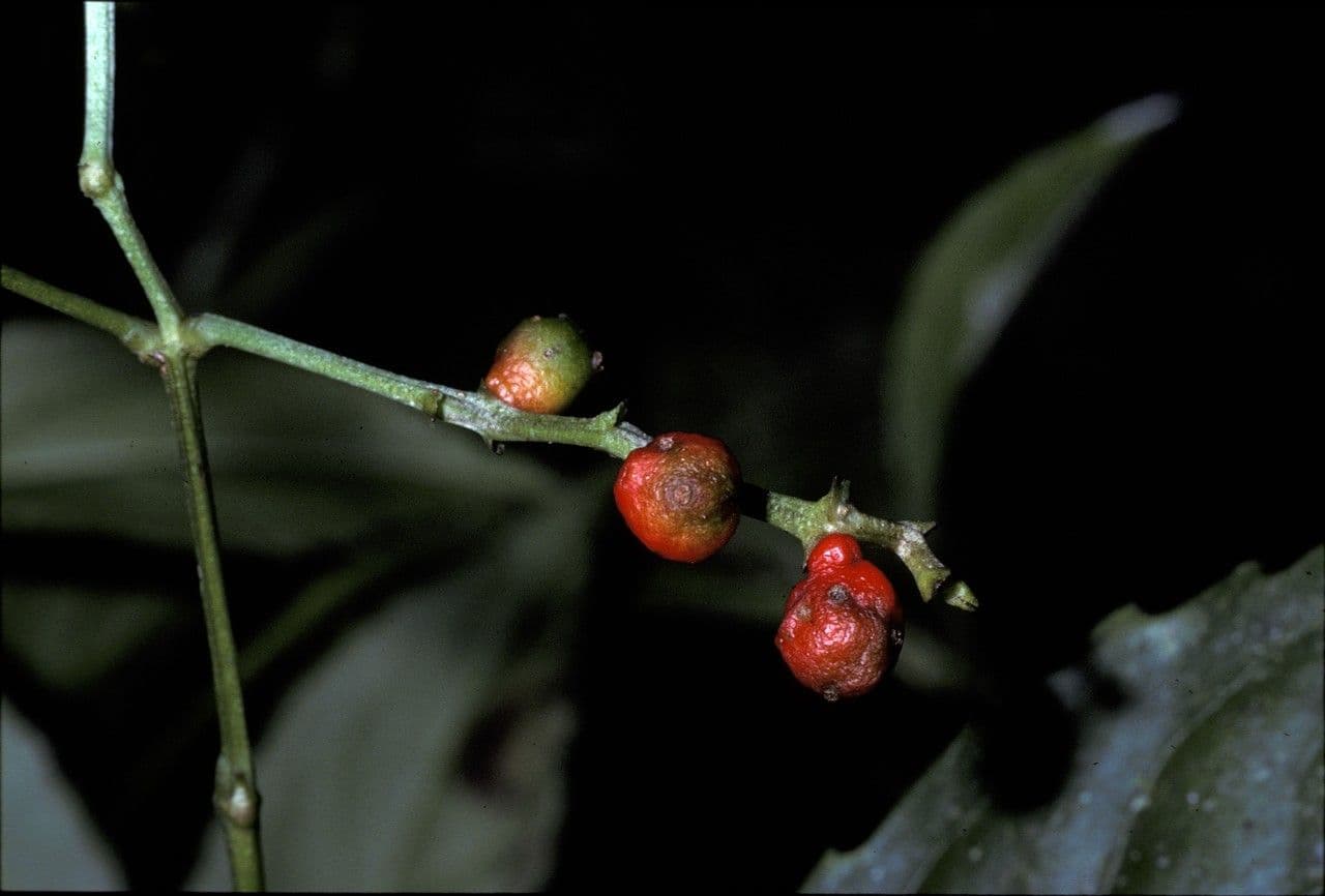 Chloranthus