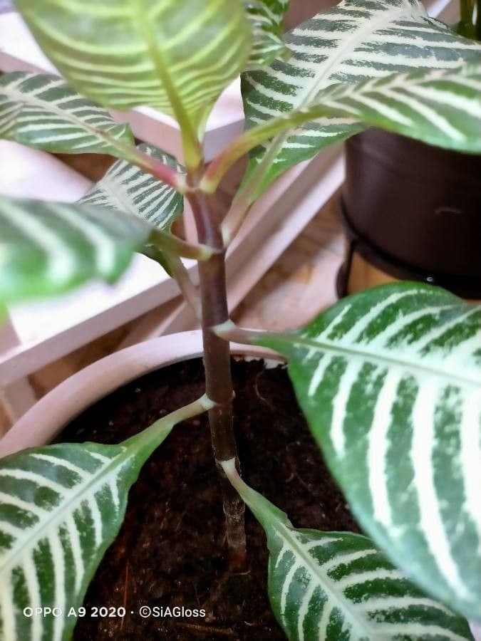 Aphelandra 17