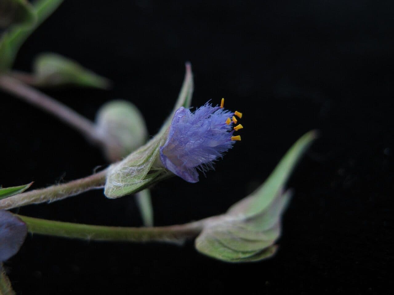 Cyanotis vaga